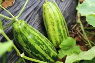 好瓜吃不腻,探寻夏日消暑美食之旅