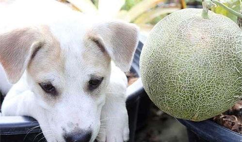 喂小狗吃哈密瓜,温馨喂食瞬间记录