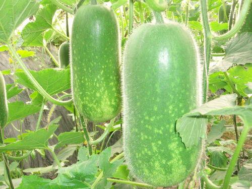 道具吃瓜口型图片高清,高清道具口型图片解析