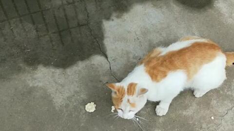 主人吃瓜子猫咪吃瓜,主人吃瓜子，猫咪也来凑热闹