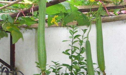 上海妇产科吃瓜,揭秘幕后吃瓜众生相