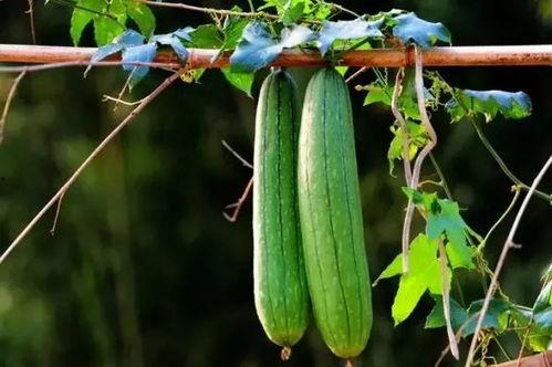 吃三瓜降血压,天然食材助您轻松降血压