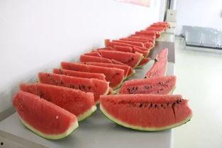 晚上7点吃瓜,揭秘7点吃瓜的奇妙体验