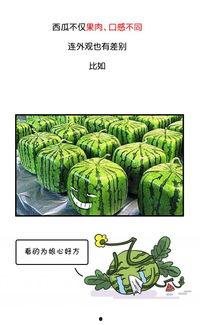 关于吃瓜的历史,从古至今的吃瓜文化演变史