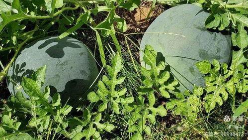 知青吃瓜,知青岁月里的甜蜜回忆