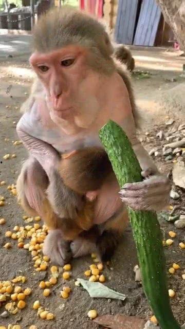 猴子吃瓜图片大全,猴子吃瓜图片大全趣味盘点